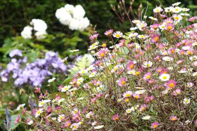 Erigeron karvinskianus, Mexican Daisy, Santa Barbara Daisy, Dancing Daisy, Seaside Daisy, Mexican Fleabane, Latin American Fleabane, Erigeron karvinskianus 'Bluetenmeer', Erigeron karvinskianus 'Profusion', Erigeron mucronatus, Erigeron 'Profusion', Mediterranean Plants