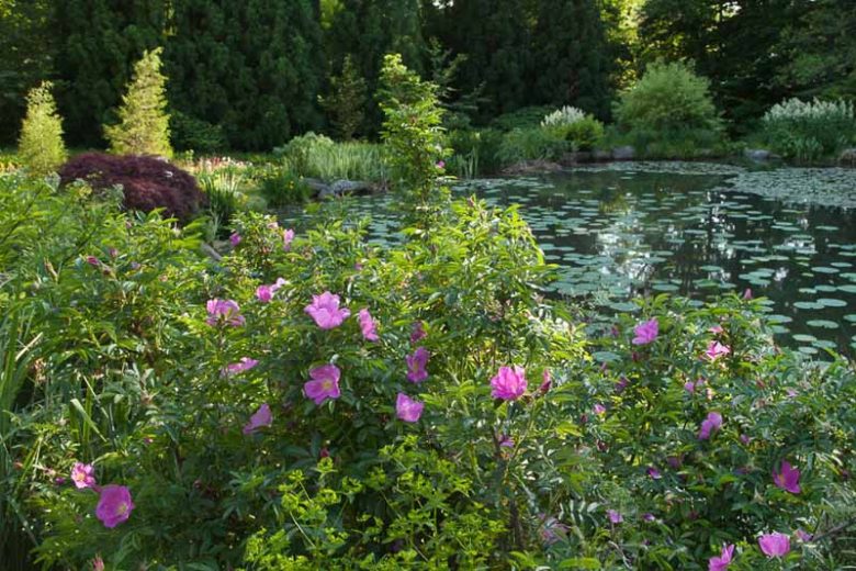 Rosa Rugosa, Rugosa Rose, Japanese Rose, Ramanas Rose, Wild Roses, Rugosa Hybrids, Shrub roses, pink roses, Hardy roses