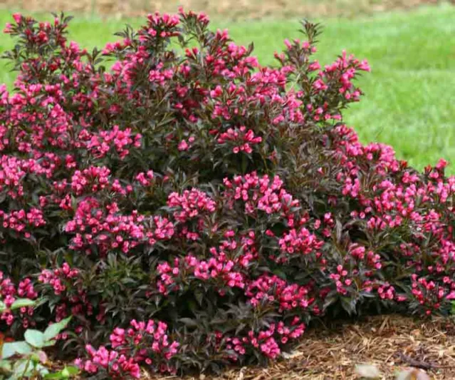 Weigela florida Spilled Wine®, Spilled Wine Weigela, Flowering Shrub, Pink Flowers, Dark foliage, Black foliage, Black Leaves, Dark Leaves