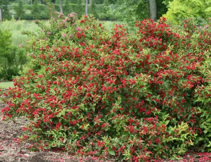 Weigela florida Sonic Bloom® Red, Sonic Bloom Red Weigela, Flowering Shrub, Red Flowers