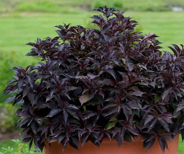 Weigela florida Spilled Wine®, Spilled Wine Weigela, Flowering Shrub, Pink Flowers, Dark foliage, Black foliage, Black Leaves, Dark Leaves