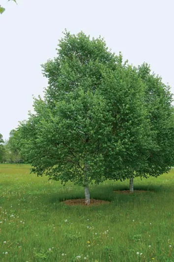 Betula 'White Satin', Birch 'White Satin', Birch 'Madison', Betula 'Madison', Betula utilis 'White Satin', Betula utilis 'Madison', Tree with fall color, Fall color, Attractive bark Tree