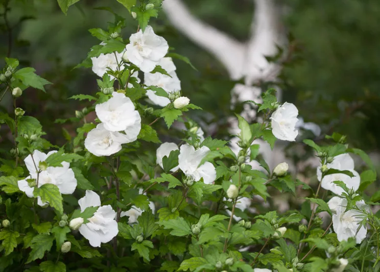 Hibiscus syriacus White Chiffon®, Rose of Sharon White Chiffon®, Shrub Althea White Chiffon®, Flowering Shrub, White flowers, White Hibiscus