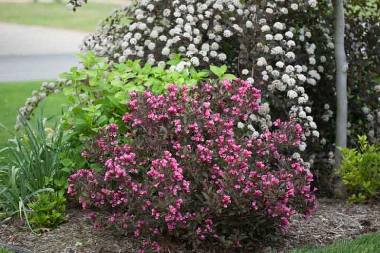 Weigela florida Wine & Roses®, Wine & Roses Weigela, Flowering Shrub, Pink Flowers, Dark foliage, Black foliage, Black Leaves, Dark Leaves