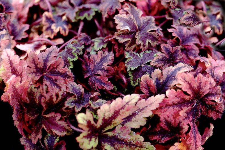 Tiarella 'Crow Feather', Foam Flower 'Crow Feather', Coolwort 'Crow Feather', False Mitrewort 'Crow Feather', White Coolwort, Shade plants, White Flowers