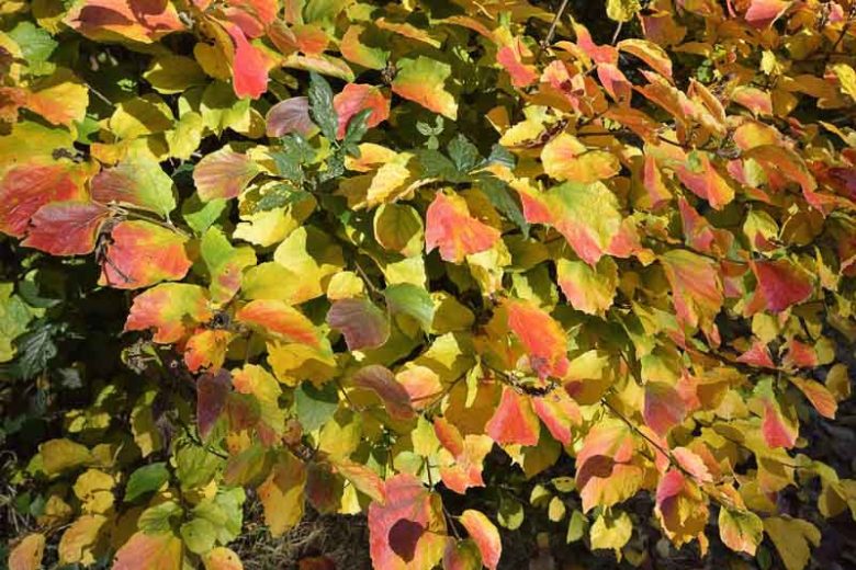 Fothergilla Major, Mountain Witch Alder, Large Fothergilla, Tall Fothergilla