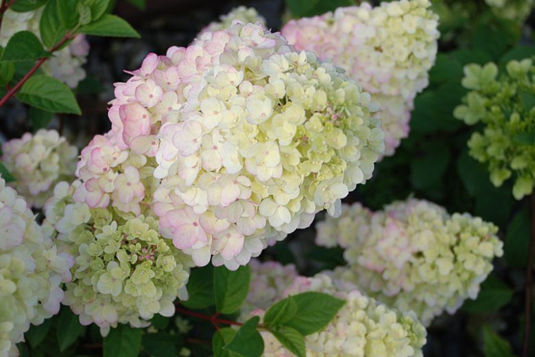 Hydrangea Paniculata Sundae Fraise, Strawberry Sundae Hydrangea, Hydrangea Sundae Fraise, Panicle Hydrangea Sundae Fraise, Paniculate Hydrangea Sundae Fraise, Hydrangea paniculata 'Strawberry Sundae',