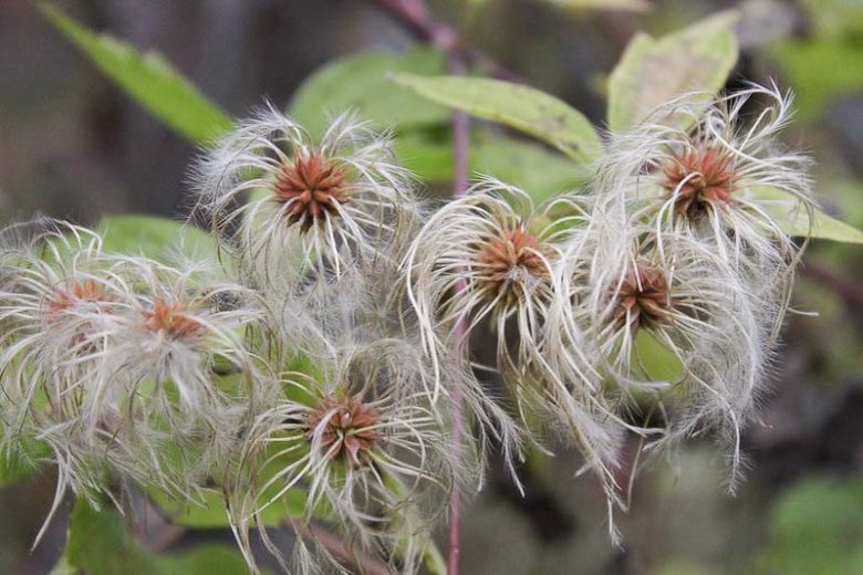 Clematis virginiana, Devil's Darning Needles, American Virgin's Bower, Leather Flower, Virgin's Bower, Old Man's Beard, Woodbine, Clematis virginiana var. missouriensis, White clematis, disease resistant clematis