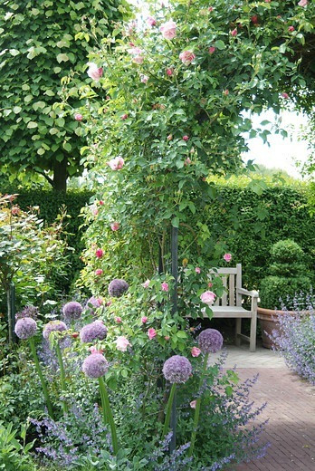 Allium 'Round and Purple', Ornamental Onion 'Round and Purple', Ornamental Garlic 'Round and Purple', Spring Bulbs, Spring Flowers,  Giant Onions, Purple flowers