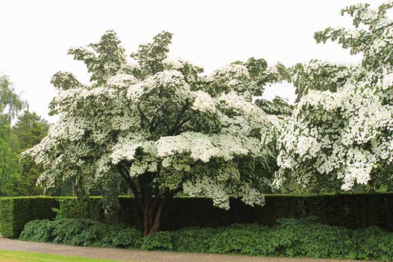 Cornus kousa 'Milky Way', Milky Way Dogwood, Kousa 'Milky Way', Cornus kousa var. chinensis 'Milky Way', Deciduous Shrubs, Foliage, Fall color, Winter color, shrub with berries, Flowering tree, red fruits