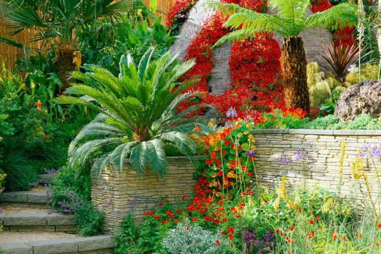 Trachycarpus fortunei, Chinese Windmill Palm, Chusan Palm, Hemp Palm, Nepalese Fan Palm, Windmill Palm, Drought tolerant tree