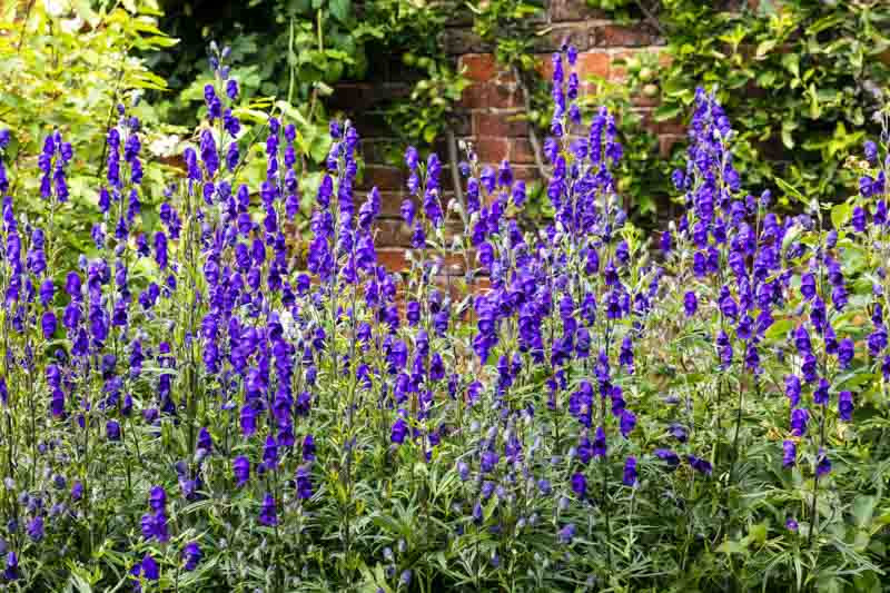 Aconitum, aconite, monkshood, wolf's bane, leopard's bane, mousebane, women's bane, devil's helmet, queen of poisons, blue rocket, Aconitum napellus, Aconitum carmichaelii,Aconitum cammarum