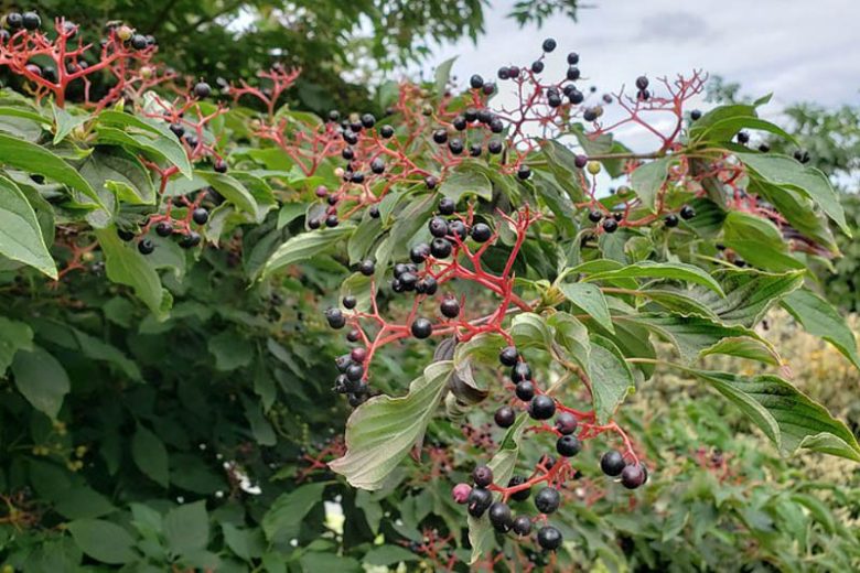 Cornus alternifolia, Alternateleaf Dogwood, Alternate-leaf Dogwood, Pagoda Dogwood, Swida alternifolia, Deciduous Shrubs, Foliage, Fall color, Winter color, shrub with berries, Flowering tree, Blue fruits