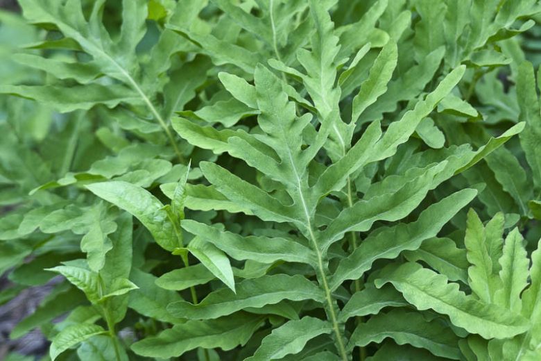 Onoclea sensibilis, Sensitive Fern, Bead Fern, Sympathy Fern, Japanese Ostrich Fern, Ostrich Fern, Shade plants, shade perennial, plants for shade, plants for wet soil