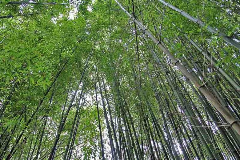 Phyllostachys nigra 'Boryana', Tiger Bamboo, Leopard Bamboo, Black Bamboo 'Boryana', Phyllostachys nigra 'Bory', Phyllostachys boryana, Running Bamboo, Evergreen Bamboo, Shade plants, shade perennial, plants for shade, plants for wet soil