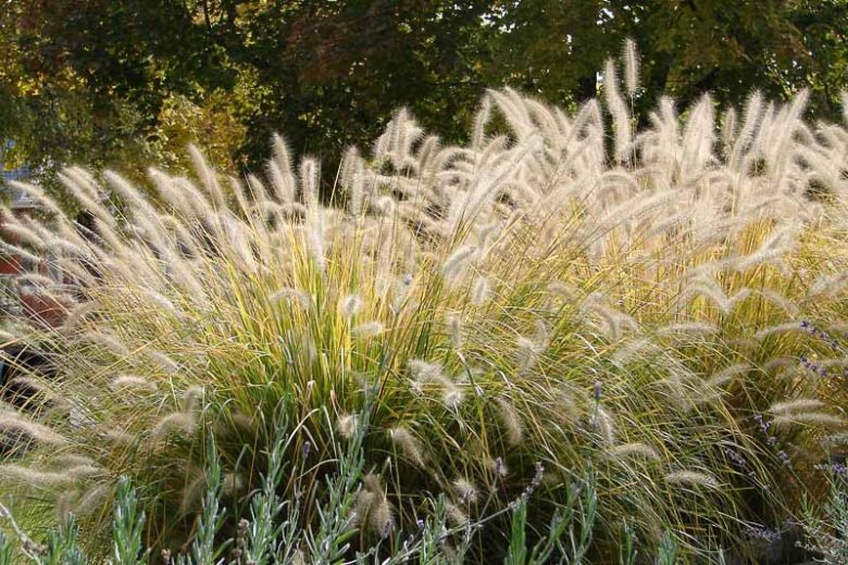 Pennisetum Alopecuroides, Fountain Grass information, Foxtail Grass information, Fountain Grass design ideas, Foxtail Grass design ideas
