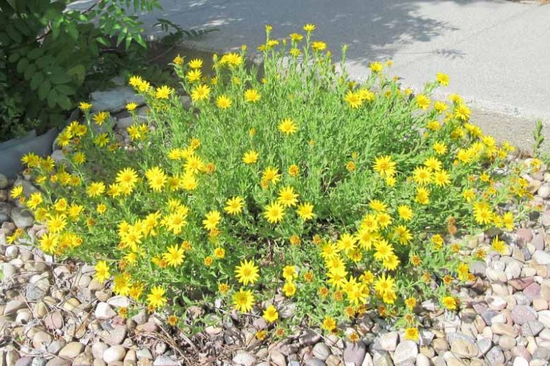 Heterotheca villosa, Hairy False Goldenaster, Hairy Golden Aster, Chrysopsis villosa, Yellow Flowers
