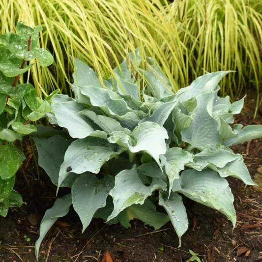 Hosta Dancing with Dragons, Plantain Lily Dancing with Dragons, Dancing with Dragons Hosta, Blue Hosta, Shade perennials, Plants for shade