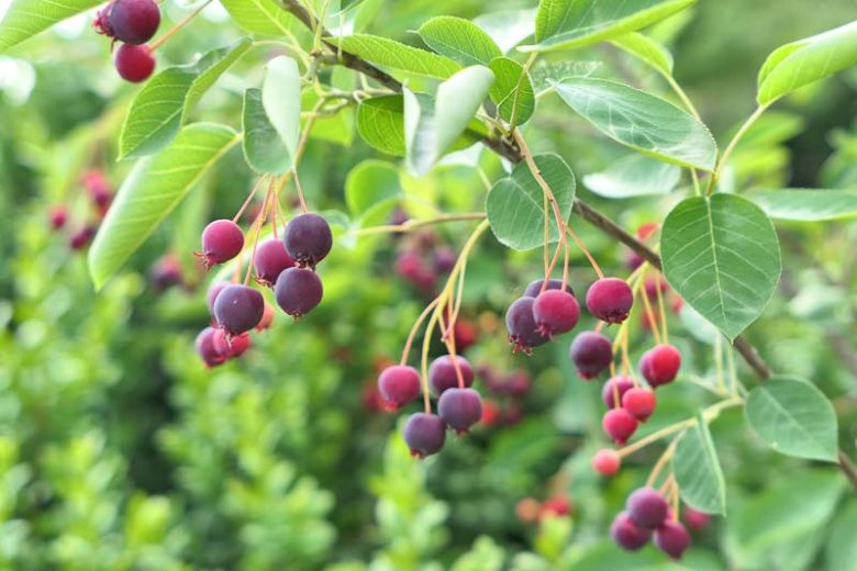 Amelanchier Alnifolia, Serviceberry, Alder-Leaved Serviceberry, Saskatoon Serviceberry, Western Serviceberry, Juneberry, Shrub, Fall color, Shrub with berries