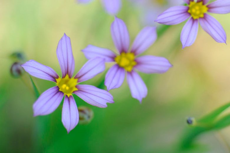Sisyrinchium mucronatum, Needletip Blue-eyed Grass, Sisyrinchium intermedium, Sisyrinchium atlanticum, perennial plants, long-lasting flowers, Blue Flowers