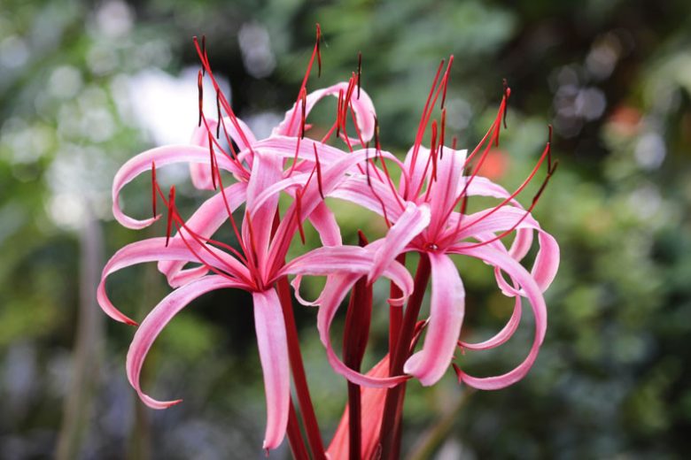 Crinum procerum var. splendens, Queen Emma Lily, Queen Emma's Purple Crinum, Crinum asiaticum var. procerum, summer flowers, Fragrant flowers, Purple Crinum, Purple Flowers, Pink Crinum, Pink Flowers