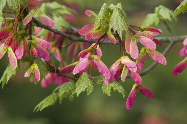 Acer rubrum, Red Maple, Scarlet Maple, Swamp Maple, Canadian Maple, Tree with fall color, Fall color, Red Leaves, Red Autumn Leaves, Attractive bark Tree