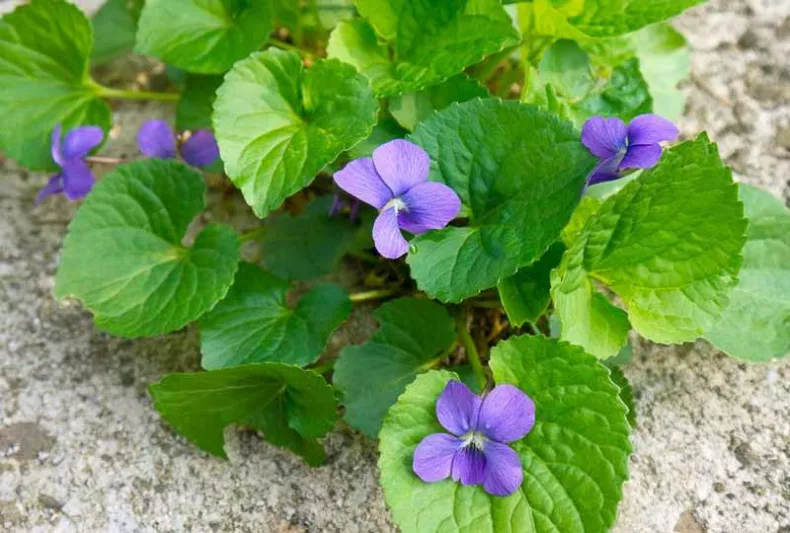 Viola Sororia, Common Blue Violet, Missouri Violet, Hooded Blue Violet, Florida Violet, Meadow Violet, Shade plants, shade perennial, violet flowers, plants for shade