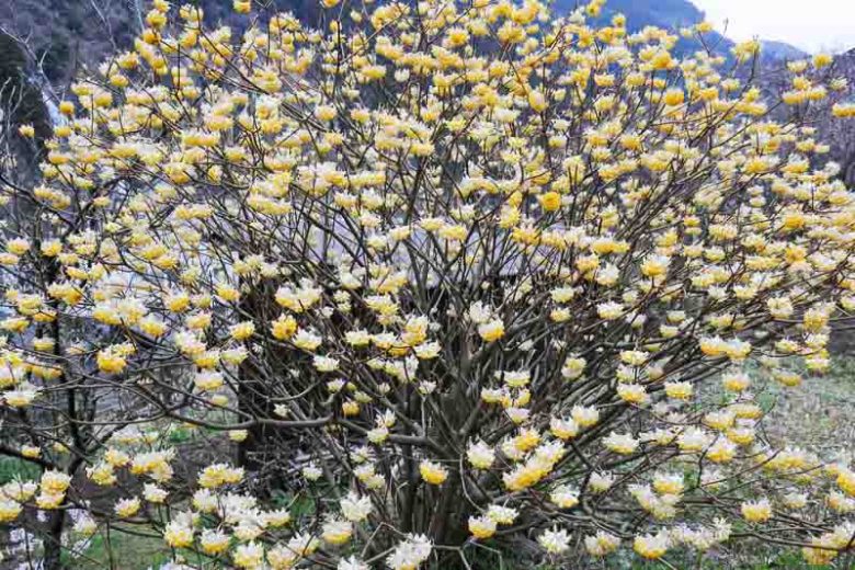 Edgeworthia chrysantha, Paperbush, Paper Bush, Oriental Paper Bush, Winter Flowers, Fragrant Shrub, Yellow Flowers, Flowering Shrub
