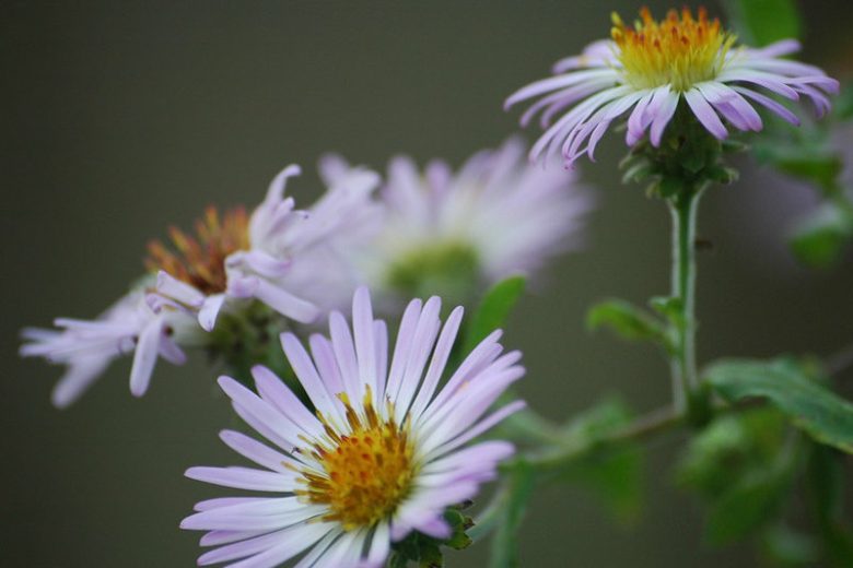 Ampelaster carolinianus, Climbing Aster, Climbing-aster, Aster carolinianus, Lasallea caroliniana, Virgulus carolinianus, purple aster, Lilac aster, Pink Aster,