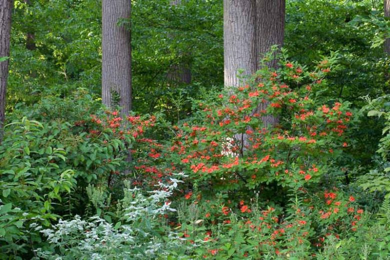 Rhododendron Prunifolium, Plumleaf Azalea , orange flowers, orange rhododendron, orange flowering shrub, orange azalea, red flowers, red rhododendron, red flowering shrub, red azalea, Very Late Rhododendrons