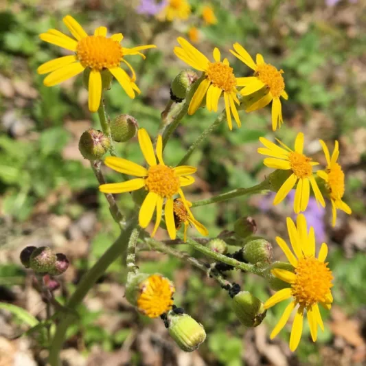 Chrysopsis mariana, Maryland Goldenaster, Maryland Golden Aster, Chrysopsis mariana var. macradenia, Heterotheca mariana, Heterotheca mariana var. macradenia, Inula mariana