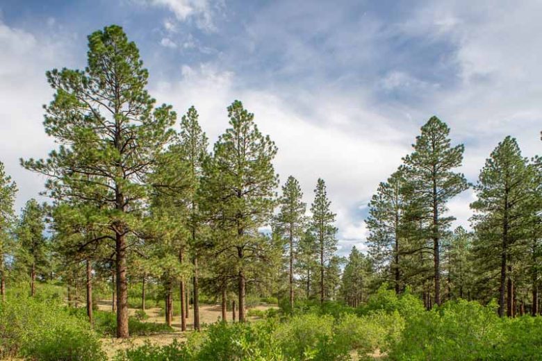 Pinus ponderosa, Ponderosa Pine, Trucker Pine, Western Yellow Pine, Evergreen Conifer, Evergreen Shrub, Evergreen Tree,