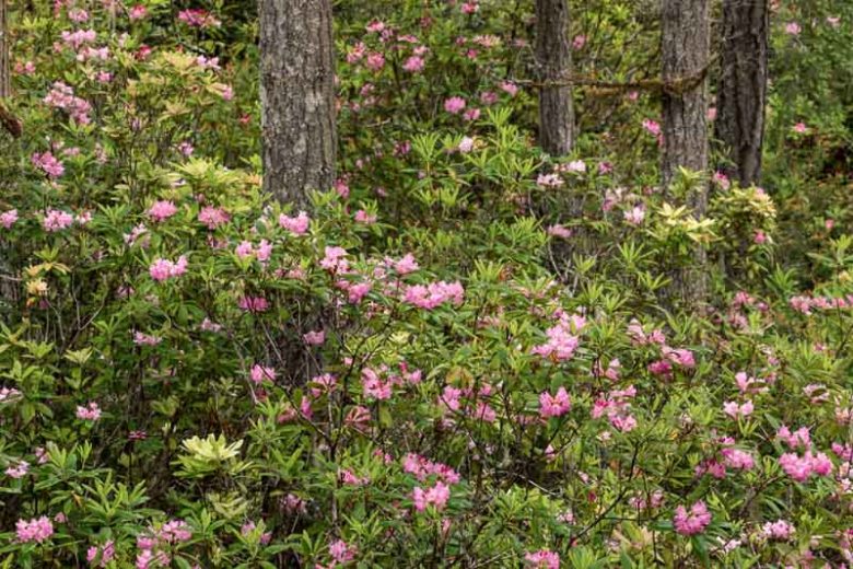Rhododendron macrophyllum, Pacific Rhododendron, California Rhododendron, California Rosebay, Coast Rhododendron, Red Rhododendron, Rhododendron californicum, pink Rhododendron, purple Rhododendron
