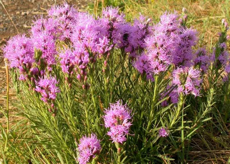 Liatris punctata, Dotted Blazing Star, Dotted Gayfeather, Dotted Liatris, Purple Flowers