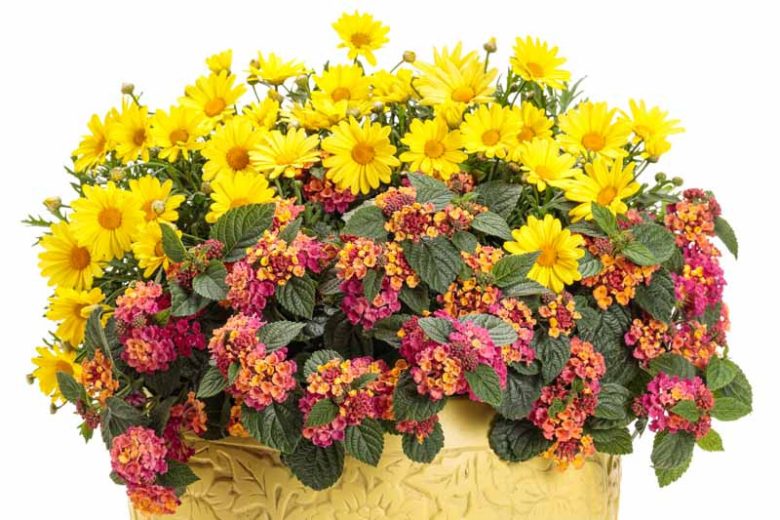 Marguerite Golden Butterfly®, Paris Daisy Golden Butterfly®, Cobbitty Daisy Golden Butterfly®, Argyranthemum frutescens 'G15101', Yellow Flowers