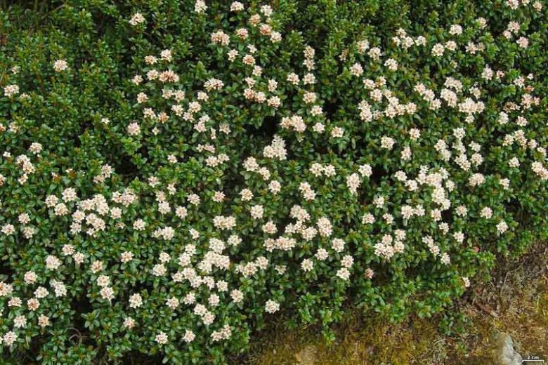 Kalmia buxifolia, Sandmyrtle, Sand Myrtle, Dendrium buxifolium, Leiophyllum buxifolium,, Flowering shrub, evergreen shrub, White flowers