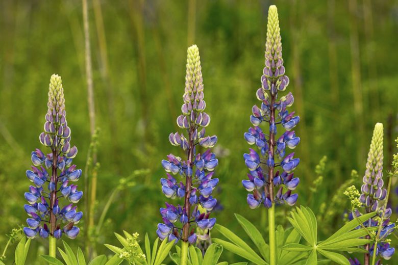 Lupinus perennis, Sundial Lupine, Wild Lupine, Perennial Lupine, Old Maid's Bonnets, Quaker Bonnets, Sundial, Sundial Lupin, Blue Flowers, Blue Perennial