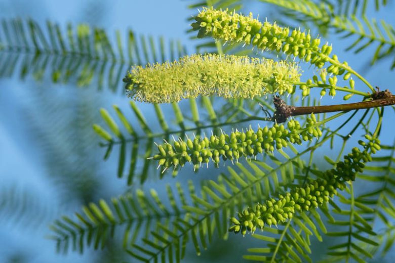 Prosopis glandulosa, Honey Mesquite, Glandular Mesquite, Algarroba