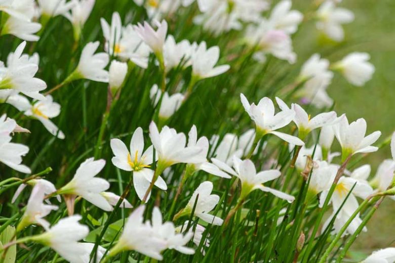 Zephyranthes candida, Rain Lily, Peruvian Swamp Lily, Sea Onion, Summer Crocus, White Zephyr Lily, White flowers