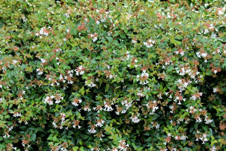 Abelia  grandiflora, Glossy Abelia, Abelia rupestris var. grandiflora, semi-evergreen Shrub, Fragrant Shrub, Pink Flowers, White Flowers, Fragrant shrub