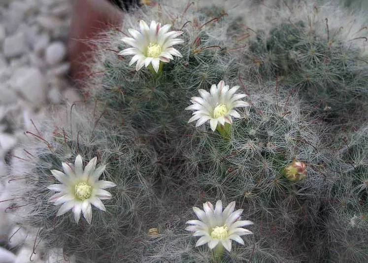 Mammillaria bocasana, Powder Puff Cactus, Powder Puff Pincushion, Fish-Hooks, Snowball Cactus, Cactus bocasanus, Chilita bocasana, Ebnerella bocasana, Krainzia bocasana, Neomammillaria bocasana, small Succulents, Small Cactus
