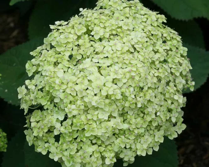 Hydrangea Arborescens Lime Rickey, Lime Rickey Smooth Hydrangea, Lime Rickey Wild Hydrangea, Smooth HydrangeaLime Rickey, Wild HydrangeaLime Rickey, Green Hydrangea