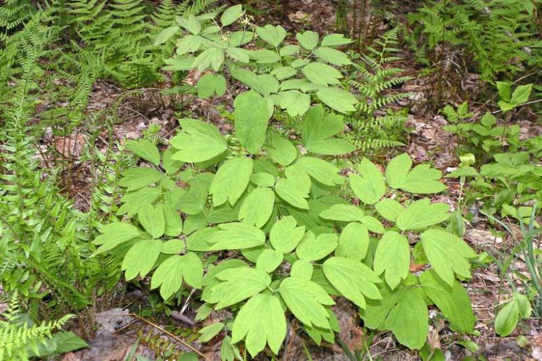 Caulophyllum thalictroides, Blue Cohosh, Squaw-root, Papoose-root, Caulophylle Faux-pigamon, Shade perennials, Yellow flowers