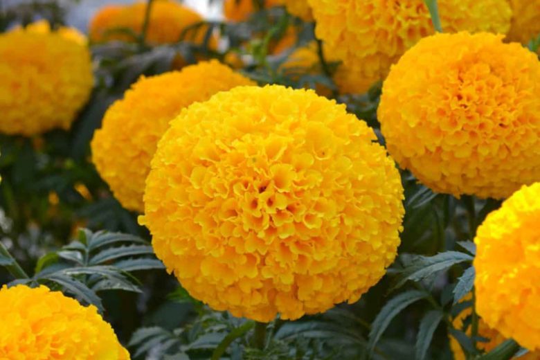 Tagetes erecta Garuda Deep Gold, African Marigold Garuda Deep Gold, Aztec Marigold Garuda Deep Gold, Big Marigold Garuda Deep Gold, Yellow Marigold, Yellow Marigolds