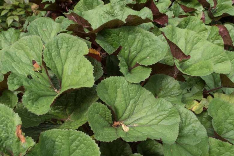 Ligularia dentata 'Desdemona', Leopard Plant 'Desdemona', Perennials, Yellow Flowers