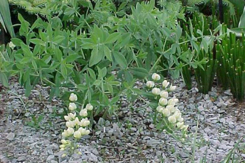 Baptisia Australis,False Indigo, Bastard Lupine, Blue False Indigo, False Lupine, Golden Indigo, Indigo Weed, Tall False Indigo, blue flowers, blue perennials