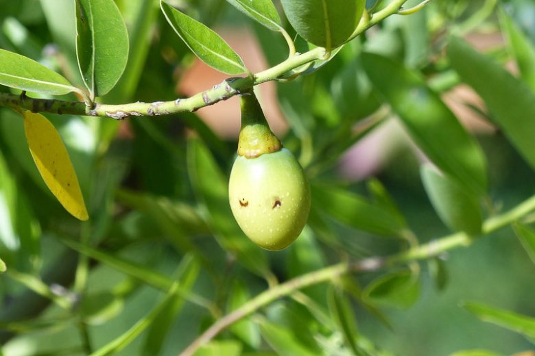 Umbellularia californica, California Laurel, California Bay, Oregon Myrtle, Pepperwood, Balm of Heaven, Californian Olive Tree, Californian Sassafras Tree, Californian Spice Tree, Headache Tree, Evergreen Tree