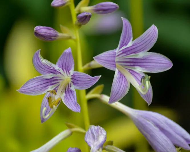 Hosta Munchkin Fire, Golden Plantain lily, Plantain Lily Munchkin Fire, Shade perennials, Plants for shade