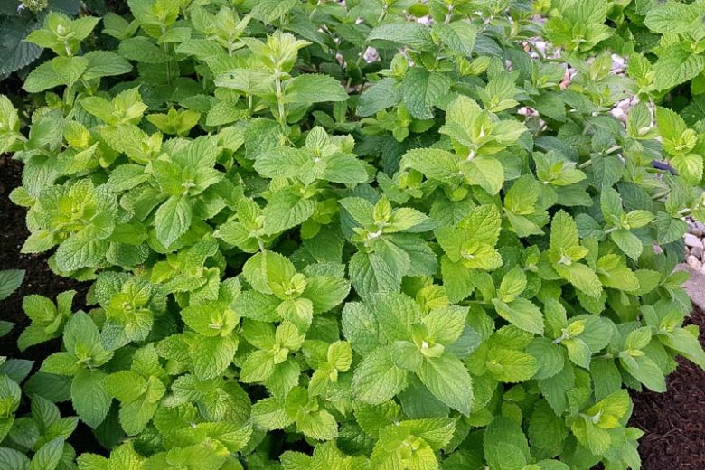 Mentha suaveolens, Apple Mint, Round-Leaved Mint, Woolly Mint, Apple-Scented Mint