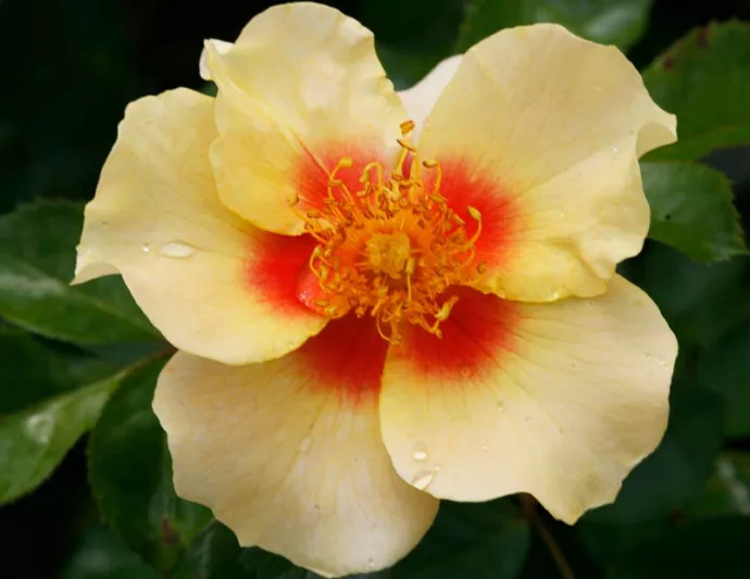 Rose Ringo®, Rosa Ringo®, Ringo® Rose, Shrub Roses, Rose bushes, Garden Roses, Rosa 'ChewBullseye', Pink Roses, Pink Flowers, Groundcover Rose, Yellow Roses, Yellow Flowers